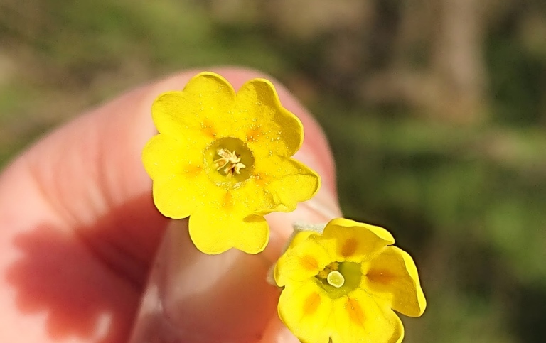 Gullvivor har två olika blomtyper.